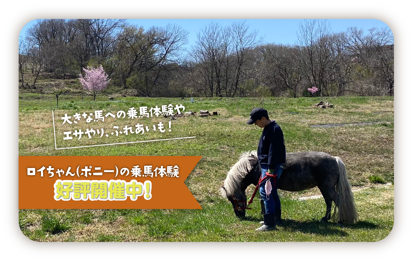うまのすけCafeのロイちゃん